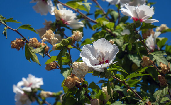 Blooming Hibiscus syriacus tree white flowers and leaves. rose mallow. gul hatmi.