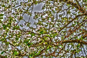 green leaves against the sky with flowers in an apple tree