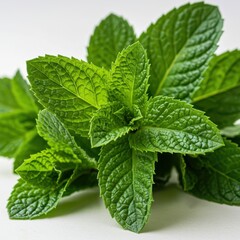 Fresh Green Mint Leaves Close Up