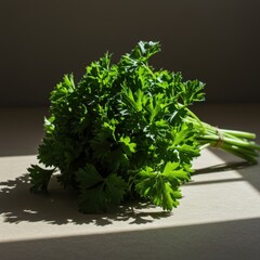 Fresh Green Parsley Bunch in Sunlight