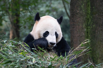 Fototapeta premium Panda returned from USA, Bei Bei, BiFengXia, China