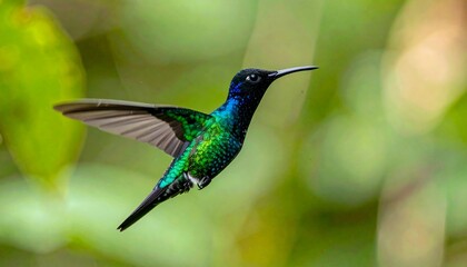 Fototapeta premium Vibrant hummingbird in flight (1)