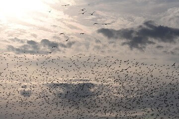 Ein riesiger Schwarm Stare am wolkigen Himmel