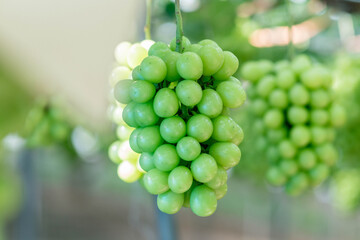 シャインマスカット農園で実っている様子