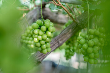 シャインマスカット農園で実っている様子