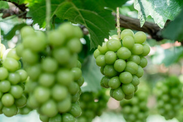 シャインマスカット農園で実っている様子