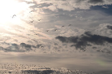 Gänse im Formationsflugdurch Wolken der Sonne entgegen