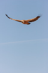 A Griffon Vulture (Gyps fulvus) soars majestically in a clear blue sky.