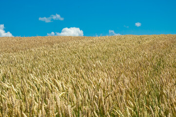 A vast field of golden wheat sways gently in the breeze beneath a bright blue sky dotted with fluffy white clouds, creating a serene landscape