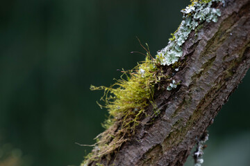 Beauty of Nature, a tree branch adorned with both mosses and lichens