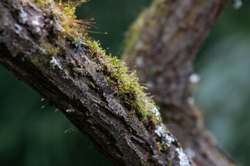Beauty of Nature, a tree branch adorned with both mosses and lichens