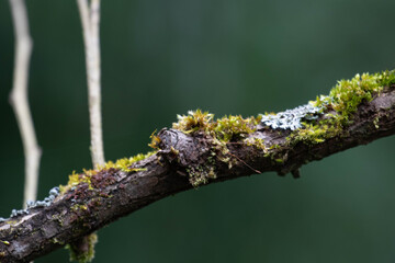 Beauty of Nature, a tree branch adorned with both mosses and lichens