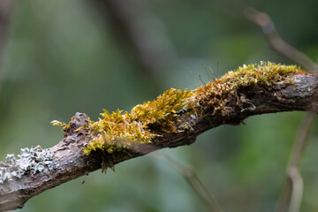 Beauty of Nature, a tree branch adorned with both mosses and lichens