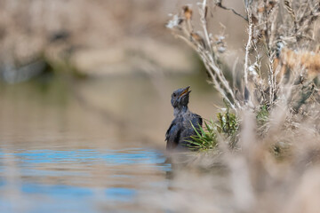 Juvenile blue rock thrush (Monticola solitarius) by the water’s edge, with open beak in a natural environment of shrubs and rocks.