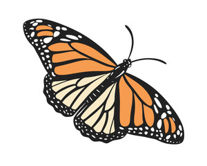 Monarch Butterfly Illustration with Detailed Wing Patterns and Delicate Antennae for Scientific and Artistic Use