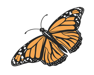 Beautiful Monarch Butterfly Illustration Isolated on White Background Insect Vector Graphic Artwork Decorative Element Design Asset Print Material