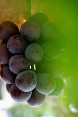 ピオーネ農園で実っているピオーネの果実収穫風景、日本のブドウ園、岡山の葡萄畑、Fresh grapes on the vine in vineyard