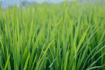 Close-up of dew-covered rice paddy leaves