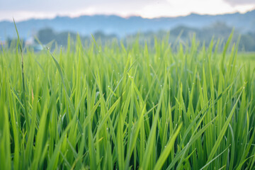 Dew-kissed green rice paddy leaves with morning droplets