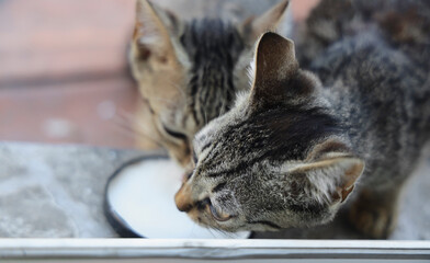 2 Two grey gray young pussycat pussycat drinking lap up fresh milk in plate.