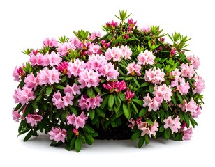 Fototapeta premium Pink rhododendron bush against white background