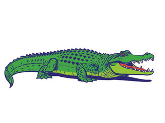 Fototapeta premium crocodile isolated on white background