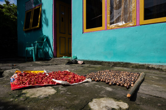Nutmeg drying in the sun