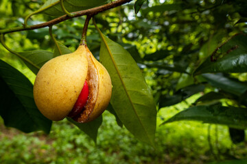 Ripe nutmeg with red mace