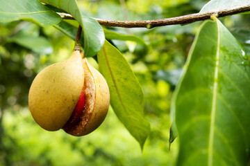 Ripe nutmeg with red mace