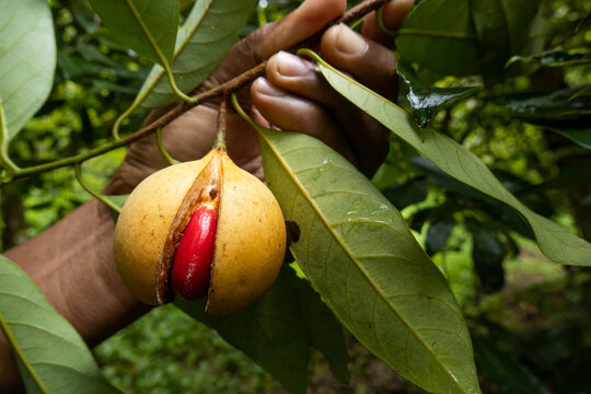 Ripe nutmeg with red mace