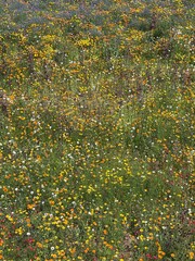 field of wildflowers in england © Klint Arnold