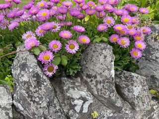 flowers on the stone