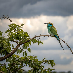 bee eater sitting on the tree branch under the clo