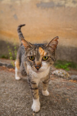 Close-up portrait of a stray cat in Makarska Croatia walking on stone pavement with orange wall background and natural soft evening light