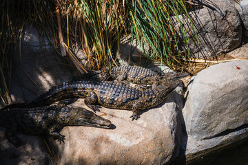 Crocodile in Tunisian garden on Djerba