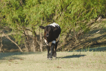 Crossbred bull calf during summer season on farm.