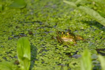 Close-up of an edible frog (Pelophylax) sitting among the weasels in its natural habitat