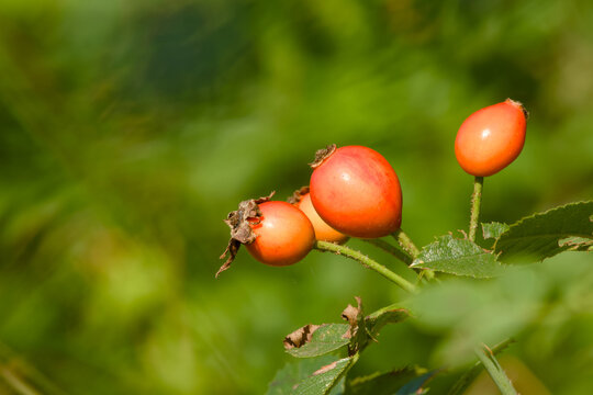 Close-up of a red rosehip berries on a branch glowing in the warm sunset light	