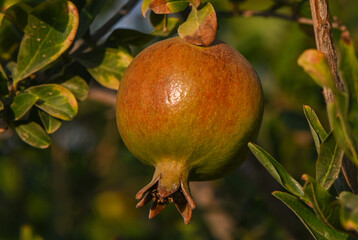 Pomegranates Ripening on Branches in Garden, Cyprus