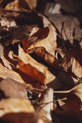 Autumn Leaves Closeup View