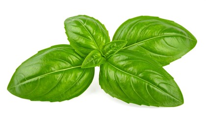 Close-up of fresh basil leaves