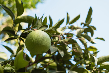 Orange tree branches with green fruits at sky background