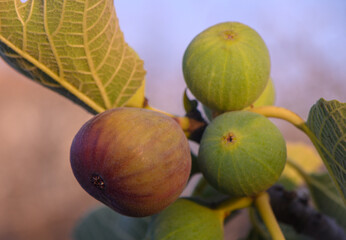Figs on Branch in Cyprus at Sunset