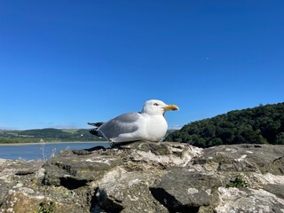 seagull on rock wall of castle