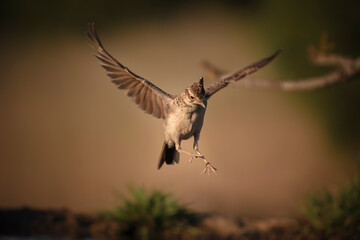 Crested lark (Galerida cristata) in mid-flight with wings spread, descending in a natural...