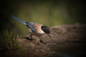 Azure-winged magpie (Cyanopica cyanus) leaning over the shore, drinking water in a shaded natural environment.