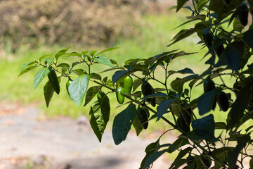 Obraz premium Jalapeno pepper growing in the garden