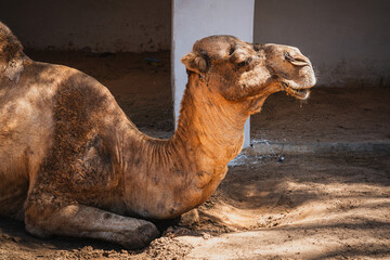 A camel in a Tunisian garden