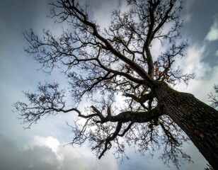 Dramatic Low Angle View of Bare Tree Branches Against Cloudy Sky in Winter Season