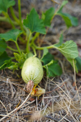 close-up of zucchini growing in a garden